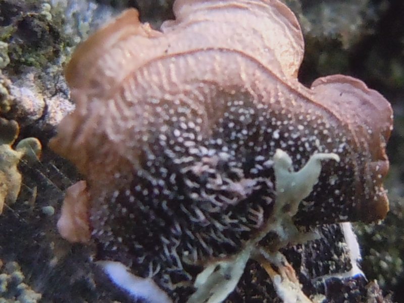 ...dalle dune di Porto Liscia (Santa Teresa Gallura)  2